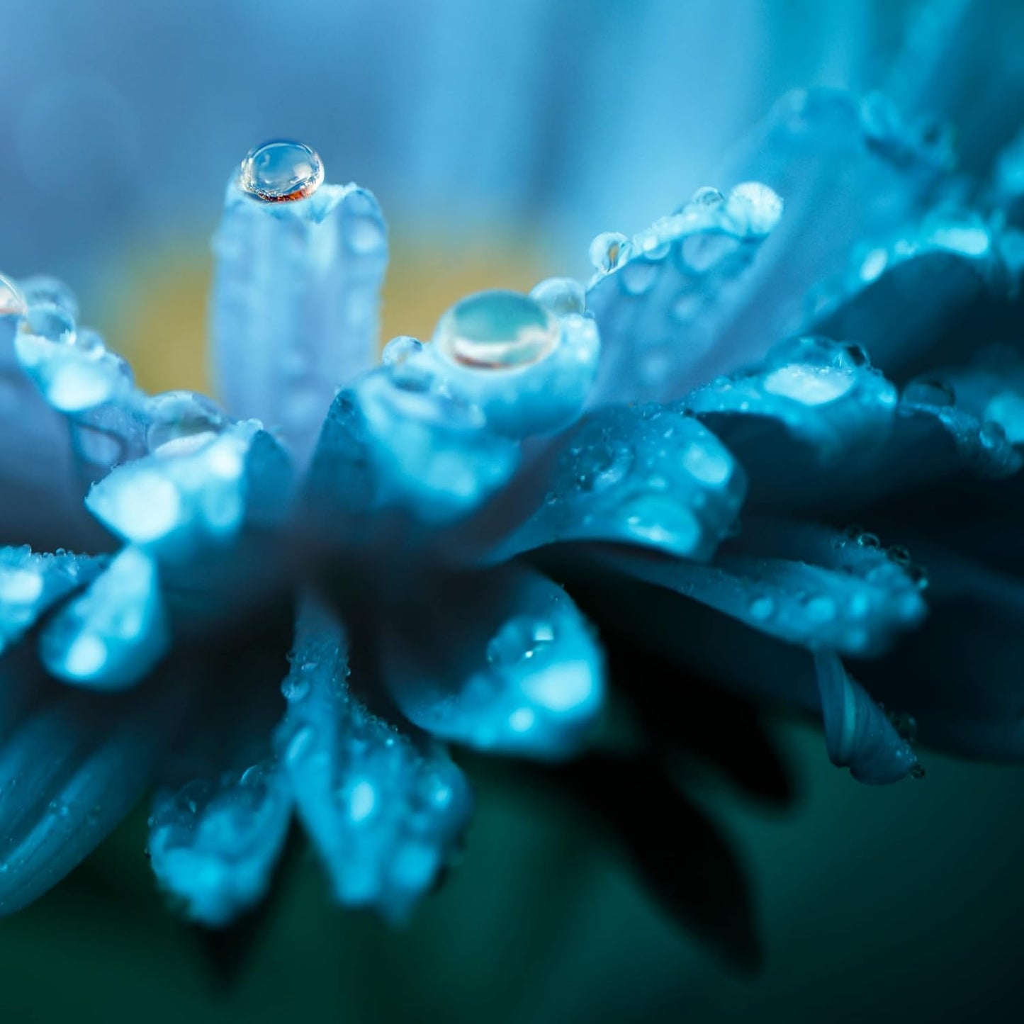 Nature's Sunshine Lymphatic Drainage Supplement
